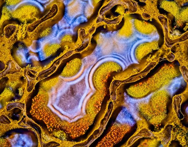 9 stunning pictures of the microscopic realm