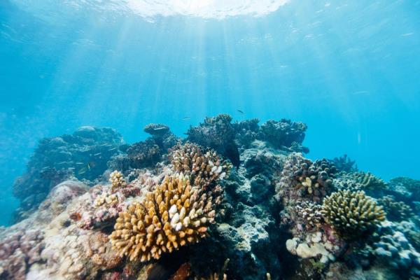 抗病的超级珊瑚可以拯救脆弱的珊瑚礁