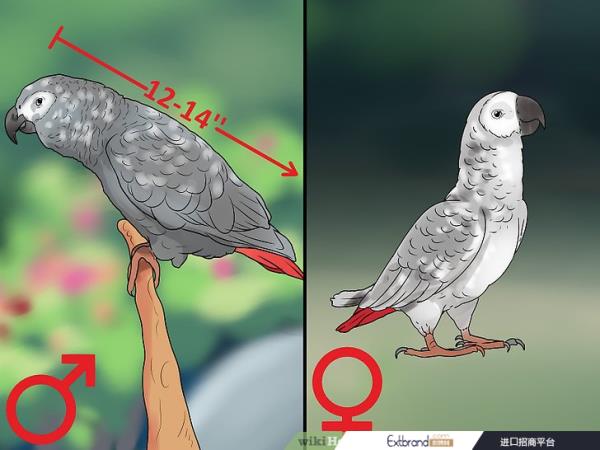 如何确定非洲灰鹦鹉的性别:7步