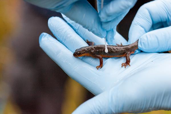 How deadly amphibians survive their own poisons